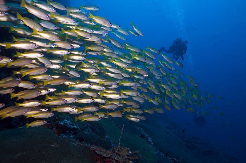 IMG_0754.jpg :: Yellowfin fusiliers (Caesio xanthonotus) school around Koh Bon, Similan Islands, Andaman Sea, Thailand.