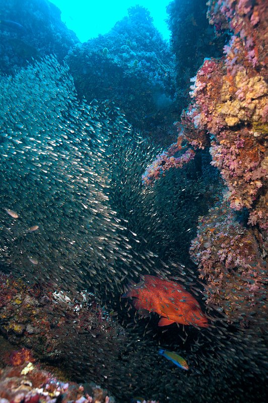 IMG_0764.jpg :: Glassfish and coral reef in the SImilan Islands, Andaman Sea, Thailand.