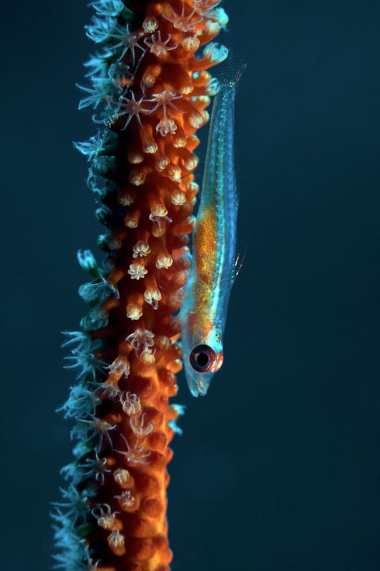 IMG_0904.jpg :: Loki whip-goby (Bryaninops loki) blending in with its elongated shape off of the Similan Islands, Andaman Sea, Thailand.
