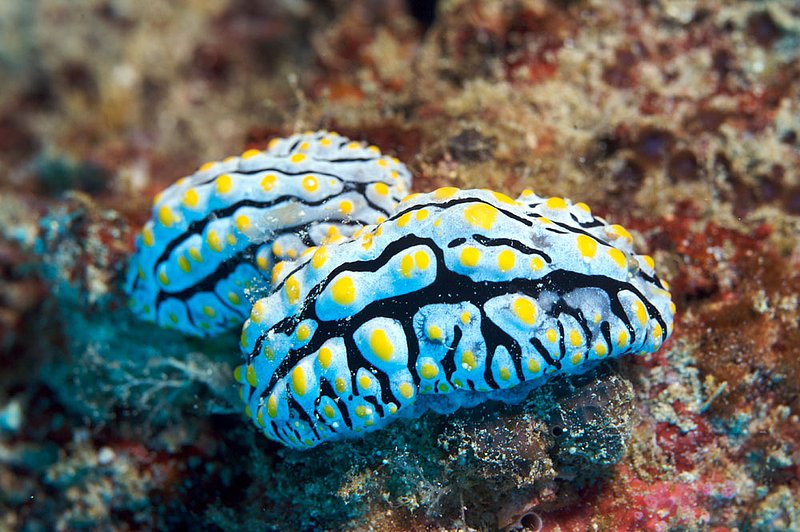 IMG_0907.jpg :: Two sea slugs ( Phyllidia varicosa ) off of Koh Tao, Thailand.