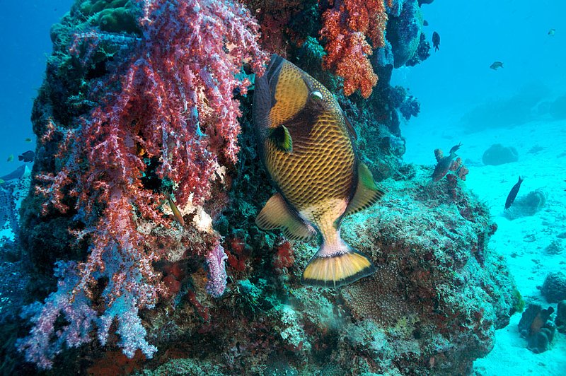 IMG_0950.jpg :: A titan triggerfish (Balistoides viridescens) feeds off of the Similan Islands, Andaman Sea, Thailand.