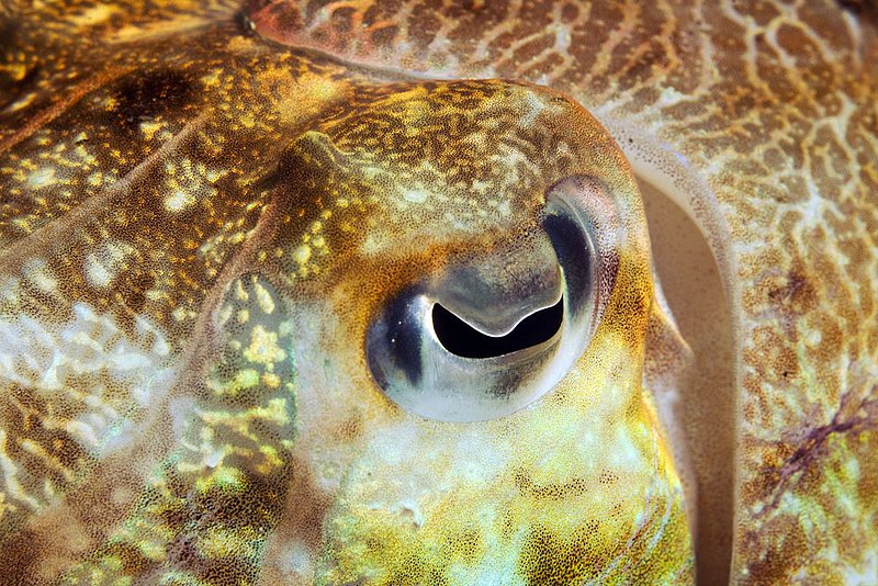 IMG_1090.jpg :: The eye of a cuttlefish (Sepia officinalis) , Similan Islands, Andaman Sea, Thailand.
