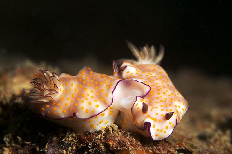 IMG_1118.jpg :: Two beautiful risbecia nudibranchs (Risbecia pulchella) found on Boonsung Wreck off of Khao Lak, Andaman Sea, Thailand.