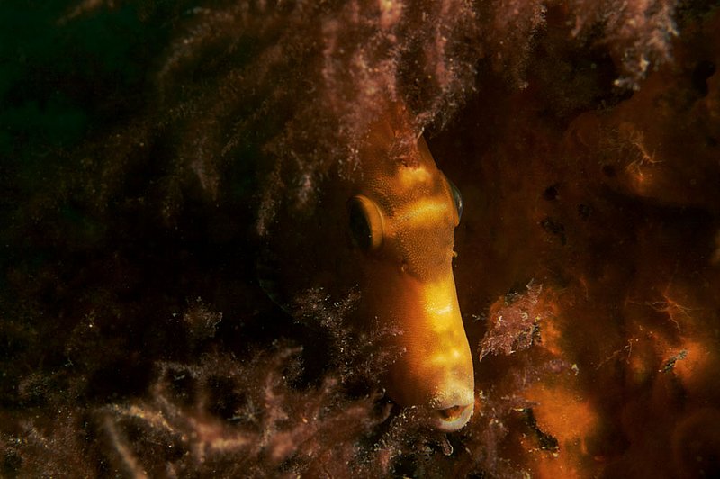 IMG_1614.jpg :: Leatherjacket under Rye Pier, Victoria, Australia.