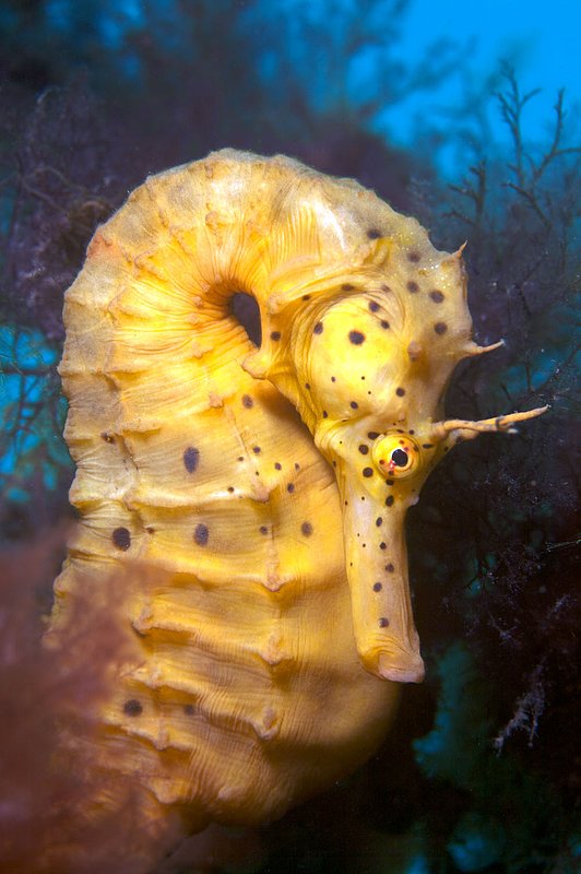 IMG_1636.jpg :: A potbelly seahorse (Hippocampus bleekeri) dwelling under Rye Pier, Victoria, Australia