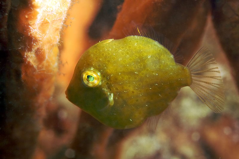 IMG_1671.jpg :: A sourthern pygmy leatherjacket  (Brachaluteres jacksonianus) finds haven under Rye Pier, Victoria, Australia.  