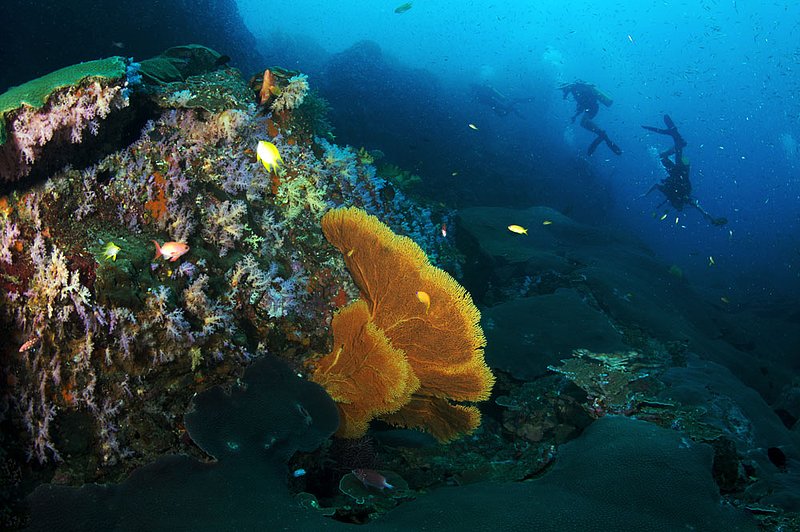 IMG_1873.jpg :: Gorgonian seafans (Octocorallia alcyonacea) and soft corals (Dendronephthya sp.) cover the walls at Koh Bon, Similan Islands, Andaman Sea, Thailand.

