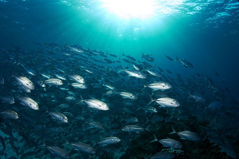 IMG_1943.jpg :: Giant trevally (Caranx melampygus) school around Koh Tachai, Andaman Sea, Thailand.