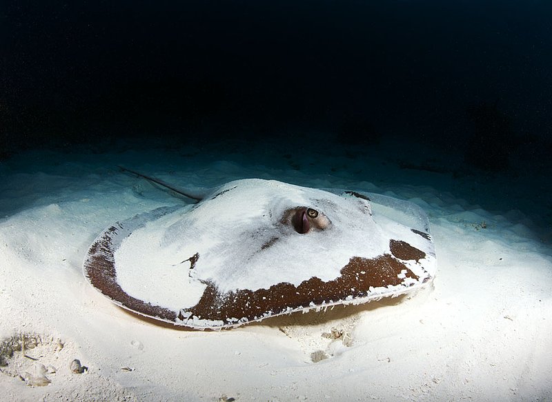 IMG_1995.jpg :: Stingray, Similan Islands, Andaman Sea, Thailand.
