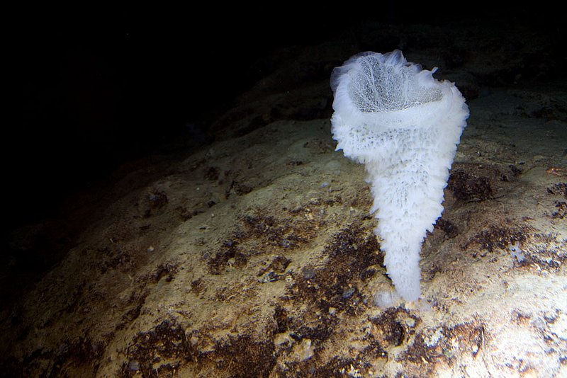 IMG_2066.jpg :: A deep sea glass sponge (Euplectelle sp.) resting at the bottom of the ocean off of Roatan, Honduras.