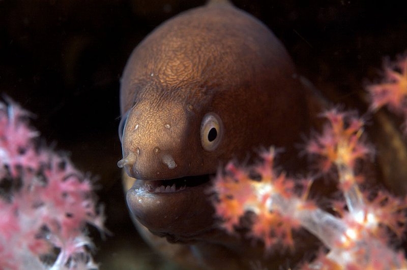 IMG_2083.jpg :: White eye moray (Siderea Thyrsoideat) living among soft coral, Similan Islands, Andaman Sea, Thailand.