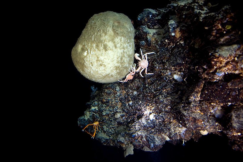 IMG_2145.jpg :: Deep sea stone crabs (Encephaloides armstrongi) feed on a large sponge off of Roatan, Honduras.