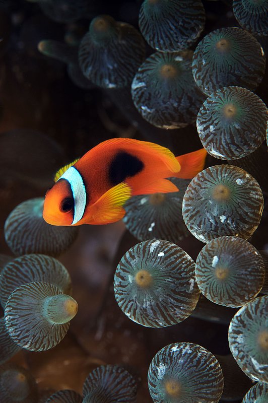 IMG_2162.jpg :: A Tomato anemonefish (Amphiprion frenatus), Richilieu Rock, Andaman Sea, Thailand.