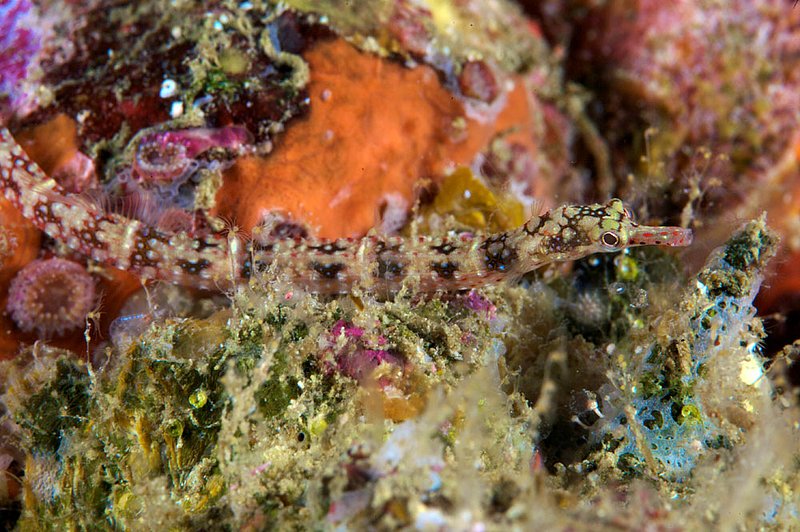 IMG_2300.jpg :: A dragonface pipefish (Corythoichthys sp.) exploring Richelieu Rock, Andaman Sea, Thailand.