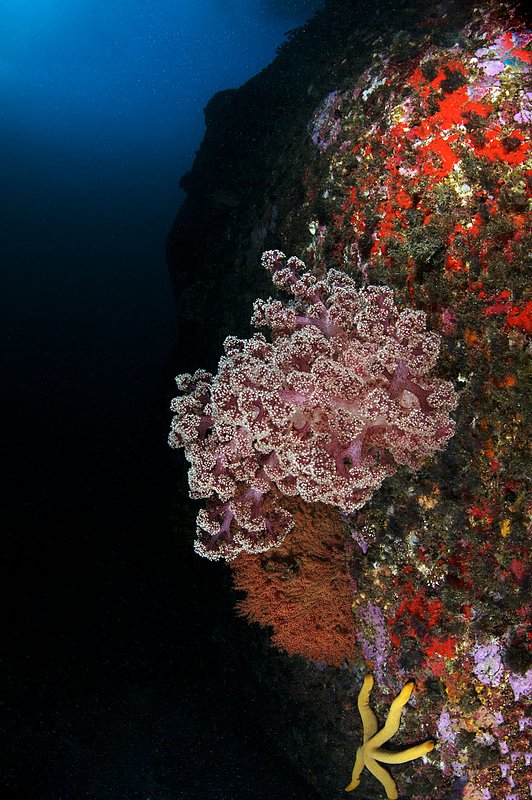 IMG_2415.jpg :: Lush soft Coral (Dendronephthya sp.) living on a boulder at Elephant Head Rock on the Similan Islands, Thailand.