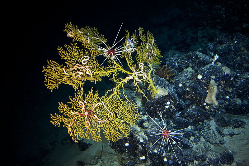 IMG_2416.jpg :: Brittle stars (Asteronyx sp.) and pencil urchins (Prionocidaris sp.) cling on to lophelia coral (Lophelia pertusa), photographed at 2,000 plus feet, Roatan, Honduras.