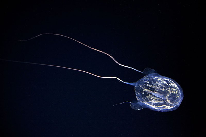 IMG_2418.jpg :: Jimble Box Jellyfish (Carybdea rastoni)  at 2,100 feet  off of Roatan, Honduras.