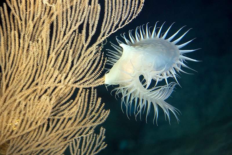 IMG_2419.jpg :: Venus Flytrap Anemone (Actinoscyphia saginata) found at 2,400 feet off of Roatan, Honduras