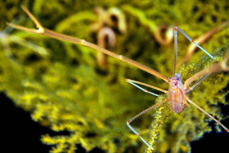 IMG_2420.jpg :: A deep sea crab, Roatan, Honduras.