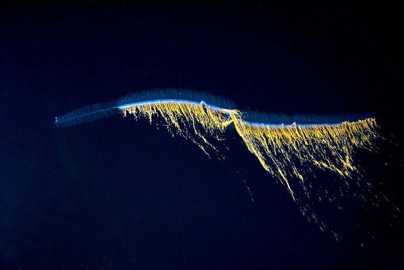 IMG_2421.jpg :: A Physonect Siphonophore (Nanomia cara) lights up the deep sea off of Roatan, Honduras.