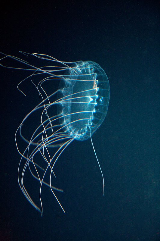 IMG_2422.jpg :: Dinner plate jelly (Solmissus sp.), a deep-sea jellyfish was photographed from Karl Stanley's submarine off of Roatan, Honduras.