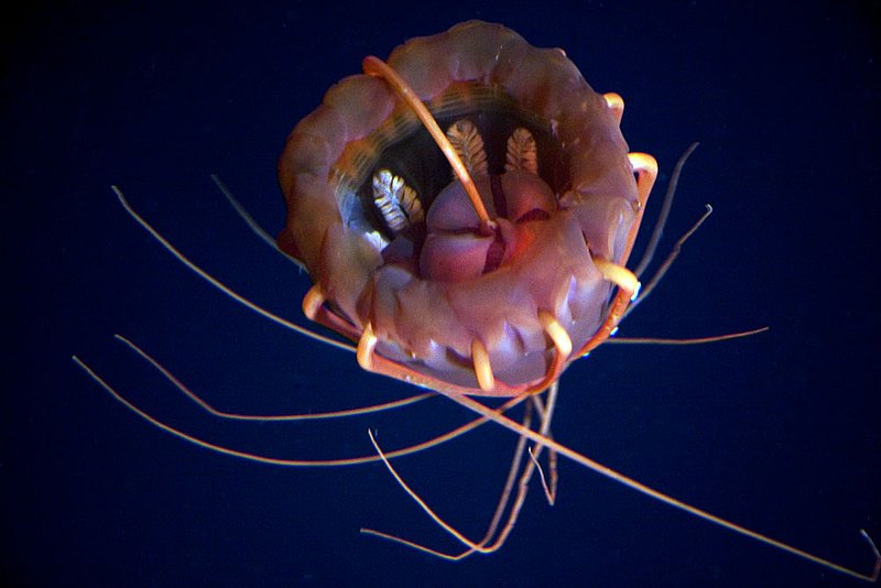 IMG_2423.jpg :: Deep sea medusae (Atolla sp.) floating in darkness off of Roatan, Honduras.