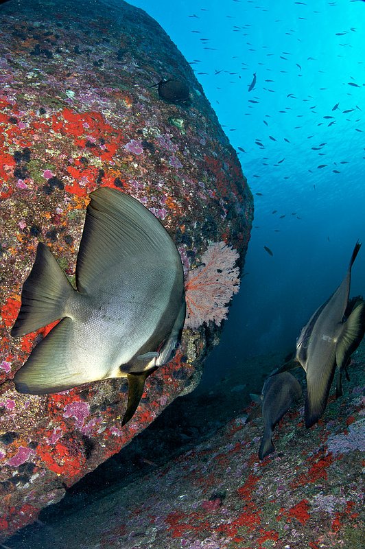 IMG_2437.jpg :: Batfish (Platax orbicularis) swimming around boulders in the Similan Islands, Andaman Sea, Thailand.