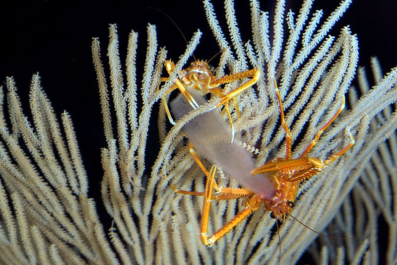 IMG_2535.jpg :: Squat lobsters (Eumunida picta) feeding in the deep sea off of Roatan, Honduras.
