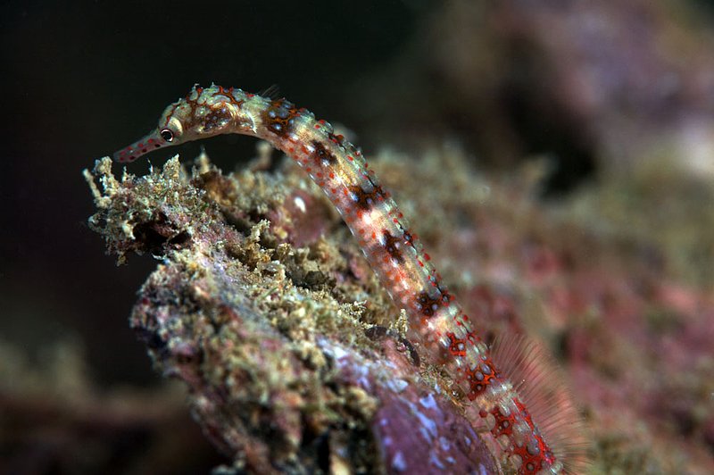 IMG_2629.jpg :: A dragonface pipefish (Corythoichthys sp.) exploring Boonsung Wreck, Andaman Sea, Thailand.