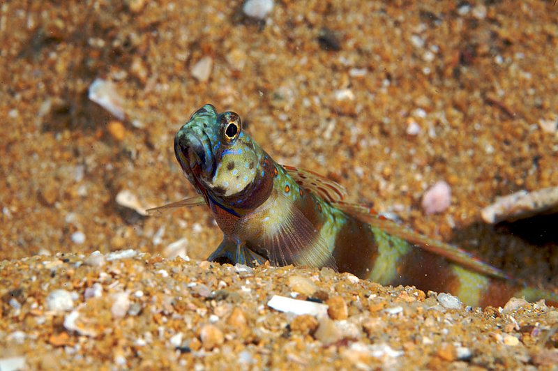 IMG_2648.jpg :: Goby, Similan Islands, Thailand
