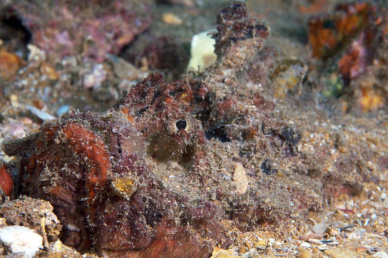 IMG_2653.jpg :: A poisonous stonefish camouflages itself amongst sand and shells next to Boonsung Wreck near Khao Lak, Andaman Sea, Thailand