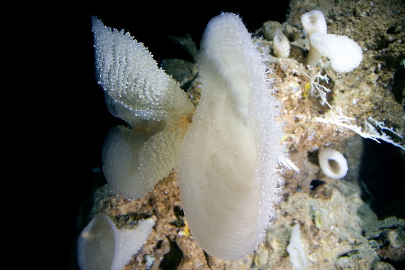 IMG_2680.jpg :: A bouquet of deep sea glass sponges (Euplectelle sp.) growing out of deep sea walls off of Roatan, Honduras.