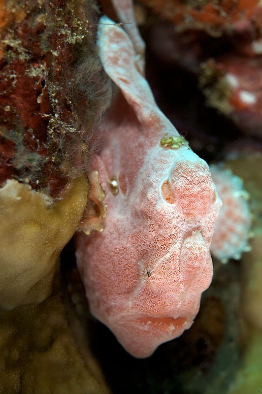 IMG_2719.jpg :: Painted frogfish (Antennarius pictus) hiding on a rock at West of Eden in the Similan Islands, Andaman Sea, Thailand.