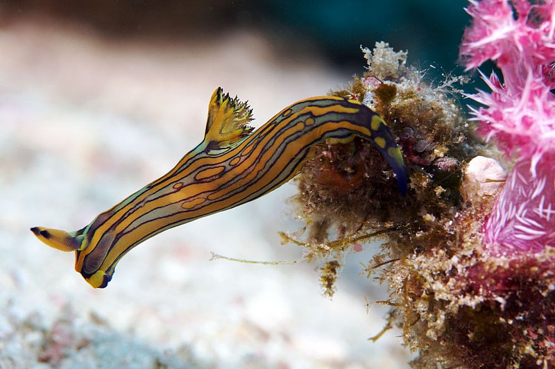 IMG_2753.jpg :: A nudibranch exploring on West of Eden in the Similan Islands, Andaman Sea, Thailand.
