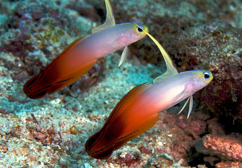 IMG_2764.jpg :: Red fire gobies (Nemateleotris magnifica), Similan Islands, Thailand