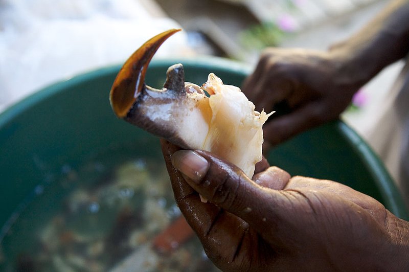 IMG_2786.jpg :: Preperation of conch for a local dish on Roatan, Honduras.