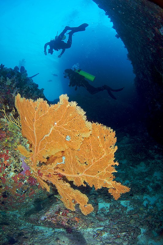IMG_2792.jpg :: A gorgonian sea fan (Melithaea sp.) and divers in the Similan Islands, Andaman Sea, Thailand.