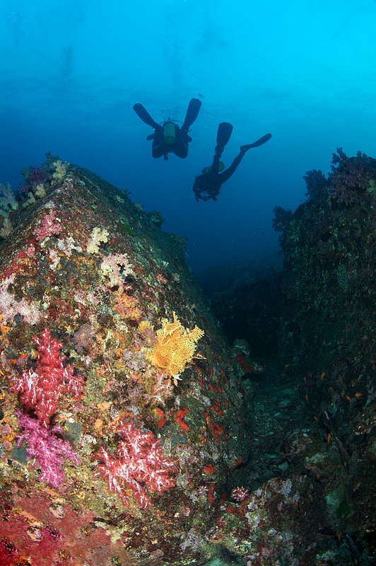 IMG_2795.jpg :: Divers explore boulders covered with soft corals (Dendronephthya sp.) at Elephant Head Rock in the Similan Islands, Andaman Sea, Thailand