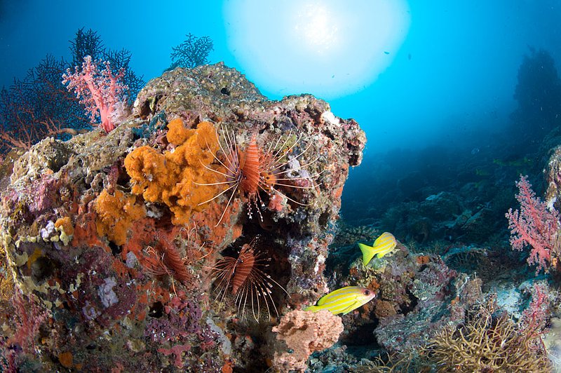 IMG_2821.jpg :: Spot-fin lionfish (Pterois antennata) hiding under a rock, Similan Islands, Andaman Sea, Thailand.