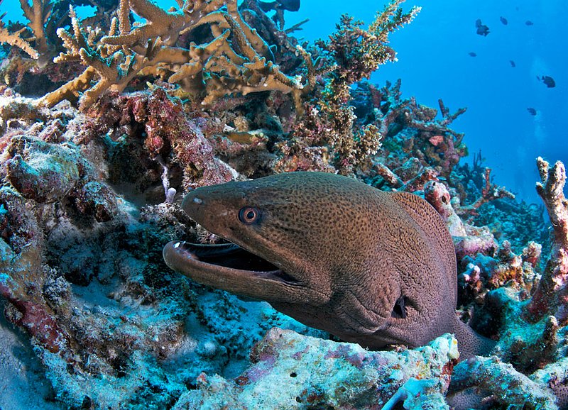 IMG_2840.jpg :: Green moray eel (Gymnothorax prasinus) living among stag horn coral at East of Eden, Similan Islands, Thailand.