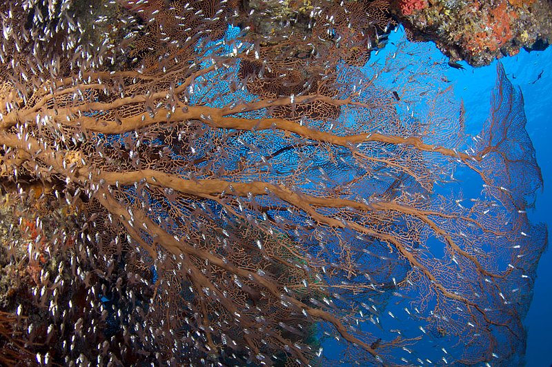 IMG_2865.jpg :: A gorgonian sea fan (Annella mollis) splashed with glass fish at East of Eden in the Similan Islands, Andaman Sea, Thailand