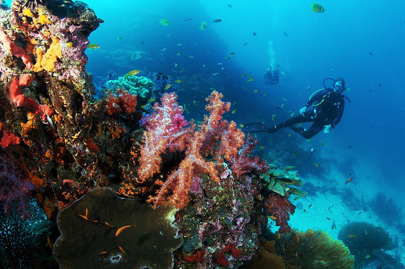 IMG_2881.jpg :: A diver marvels at the lush displays of soft corals and sea fans at East of Eden, Similan Islands, Andaman Sea, Thailand.
