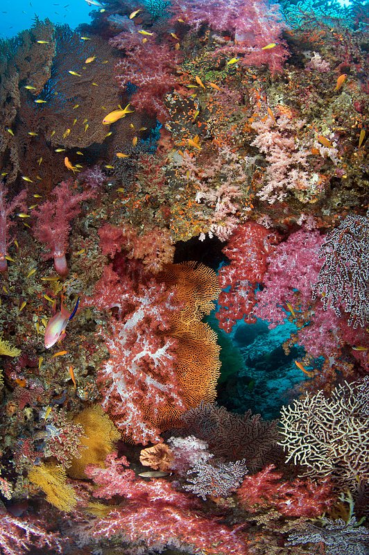 IMG_2888.jpg :: A blend of soft corals (Dendronephthya sp.) and gorgonian seafans (Octocorallia Alcyonacea) off the Similan Islands, Andaman Sea, Thailand.