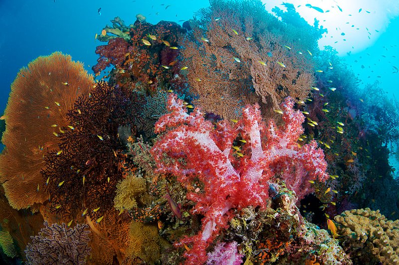 IMG_2894.jpg :: A blend of soft corals (Dendronephthya sp.) and gorgonian seafans (Octocorallia Alcyonacea) off the Similan Islands, Andaman Sea, Thailand.