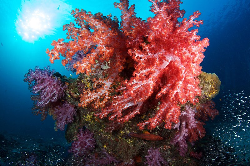 IMG_2933.jpg :: Colorful soft corals (Dendronephthya sp.) at East of Eden, Similan Islands, Andaman Sea, Thailand.