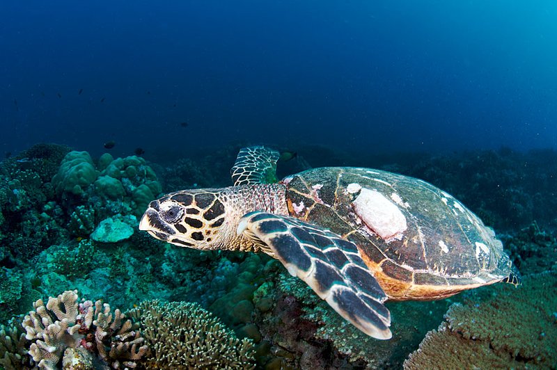 IMG_2951.jpg :: A Hawksbill Turtle (Eretmochelys imbricata) swimming off of the Similan Islands, Andaman Sea, Thailand.