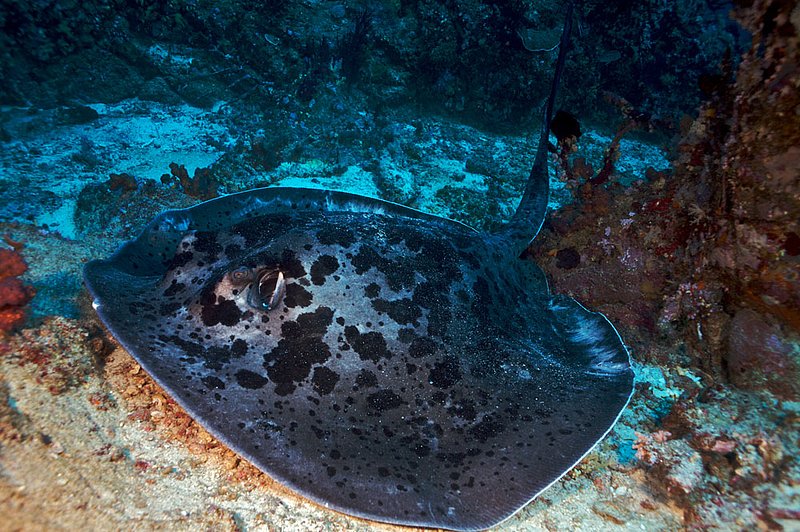 IMG_3033.jpg :: Marble sting ray (Taeniura meyeni) laying on the sand at Koh Bon, Similan Islands, Thailand.