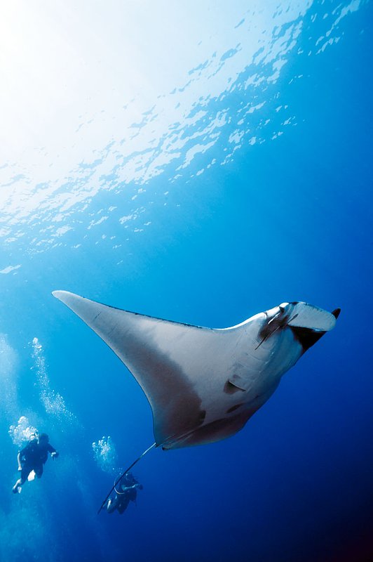 IMG_3061.jpg :: A giant manta ray (Manta birostris) charms divers at Koh Bon in Similan Islands, Andaman Sea, Thailand.