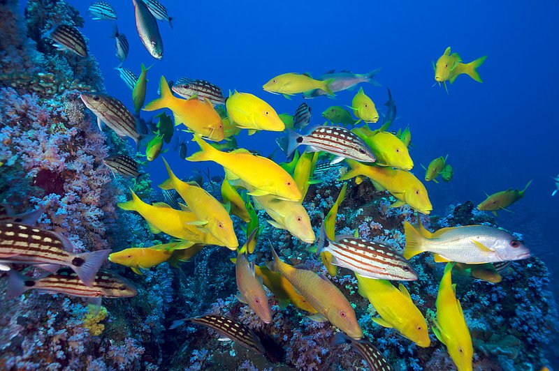 IMG_3127.jpg :: Goldsaddle goatfish (Parupeneus cyclostomus) and black spot goatfish (Parupeneus signatus) involved in a baitball on Koh Bon, Andaman Sea, Thailand.
