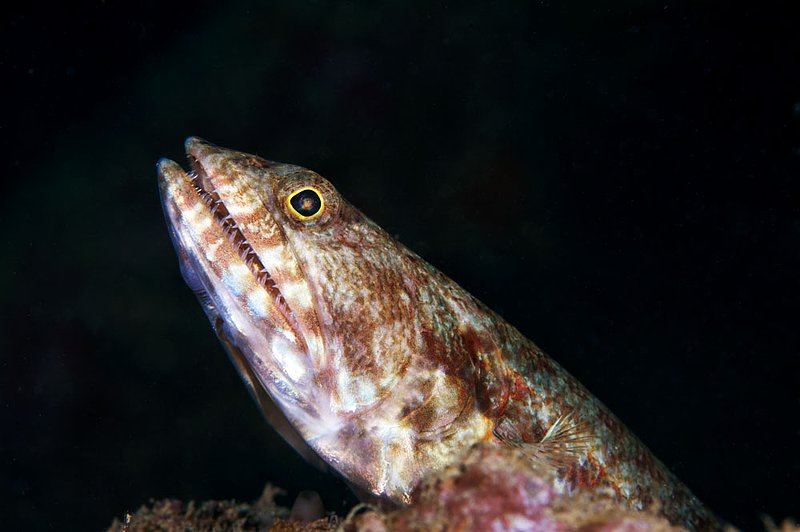 IMG_3181.jpg :: A lizardfish (Synodus binotatus) pauses for a moment before scampering away in the  Similan Islands, Andaman Sea, Thailand.
